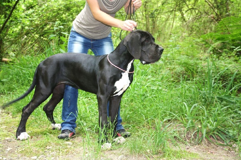 Jaguara de la Benjamine