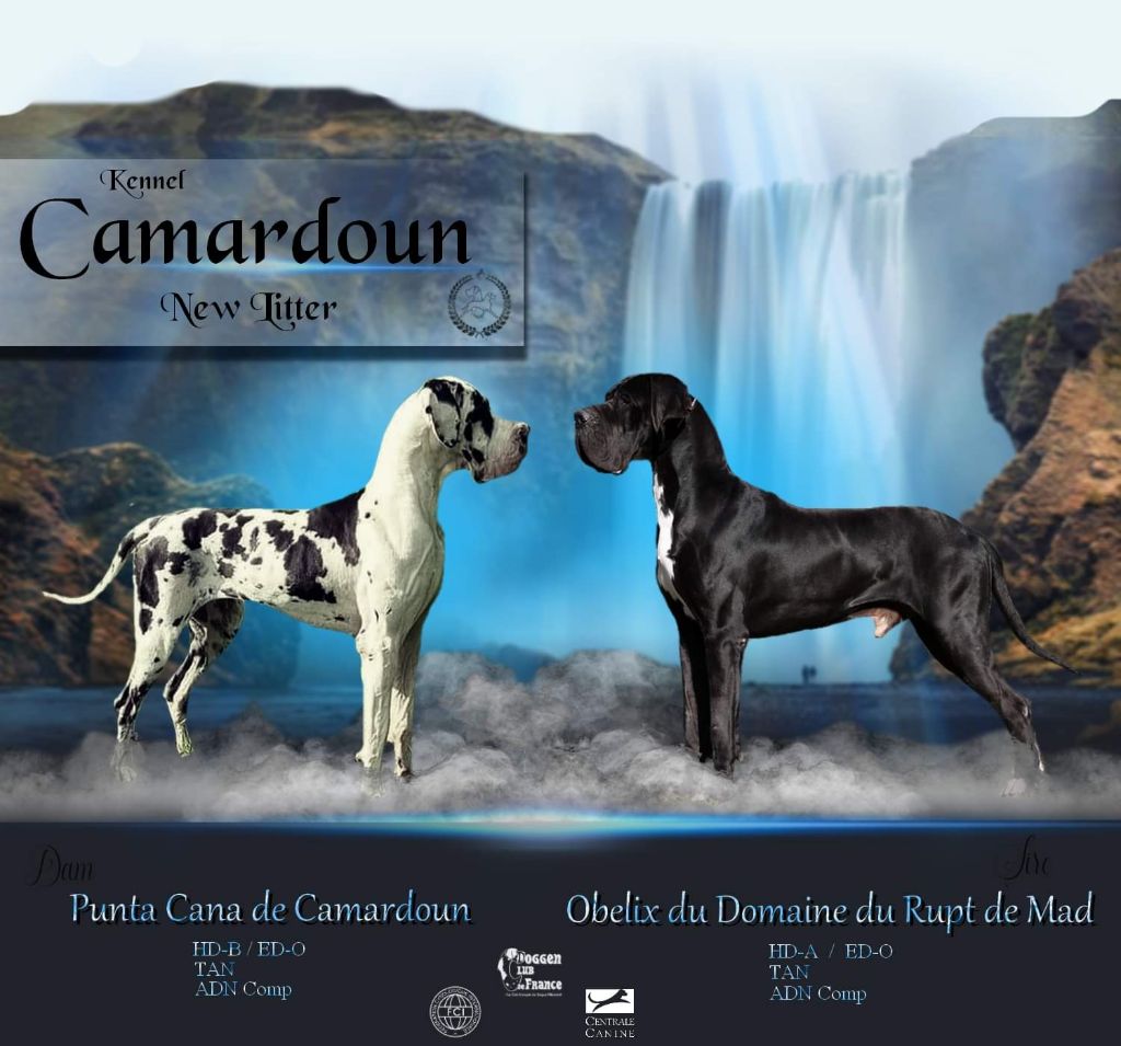 chiot Dogue allemand De Camardoun