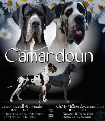 De Camardoun - Dogue allemand - Portée née le 21/09/2022