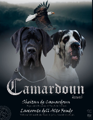 De Camardoun - Dogue allemand - Portée née le 10/03/2023