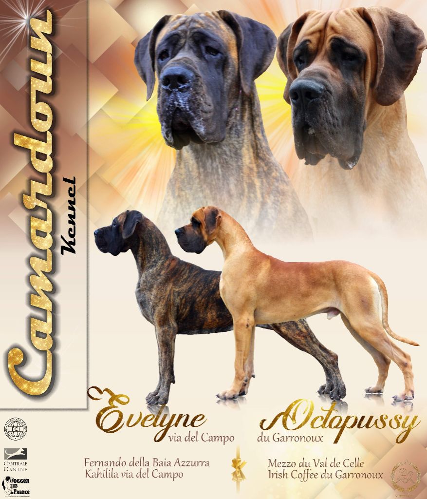 De Camardoun - Dogue allemand - Portée née le 05/09/2020