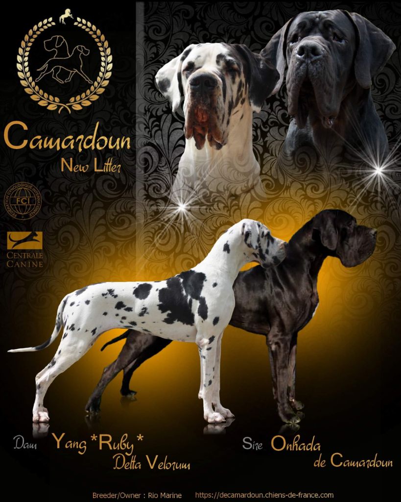 De Camardoun - Dogue allemand - Portée née le 24/06/2020