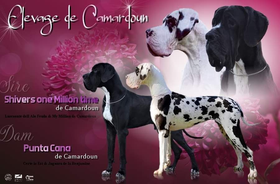 chiot Dogue allemand De Camardoun