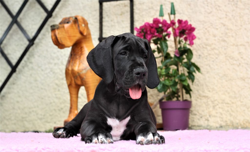 De Camardoun - Chiots disponibles - Dogue allemand
