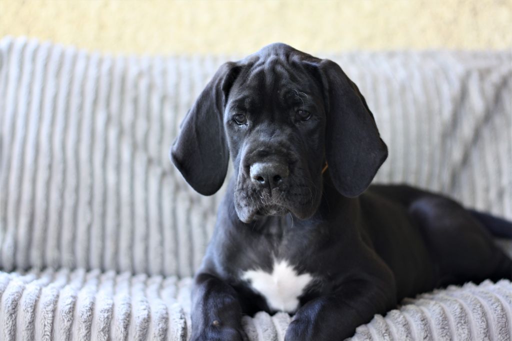 De Camardoun - Chiots disponibles - Dogue allemand