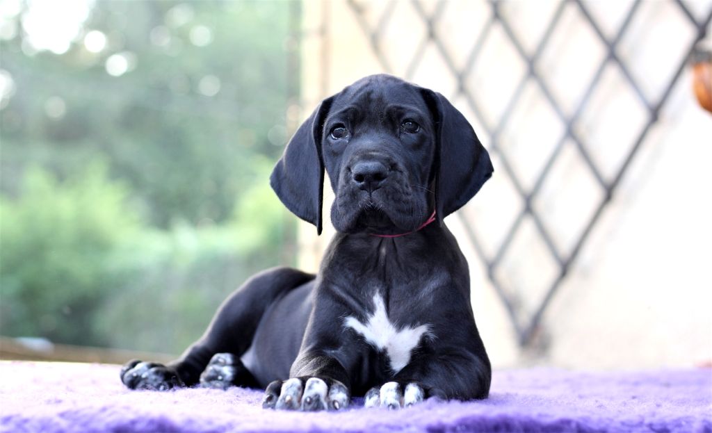 De Camardoun - Chiots disponibles - Dogue allemand