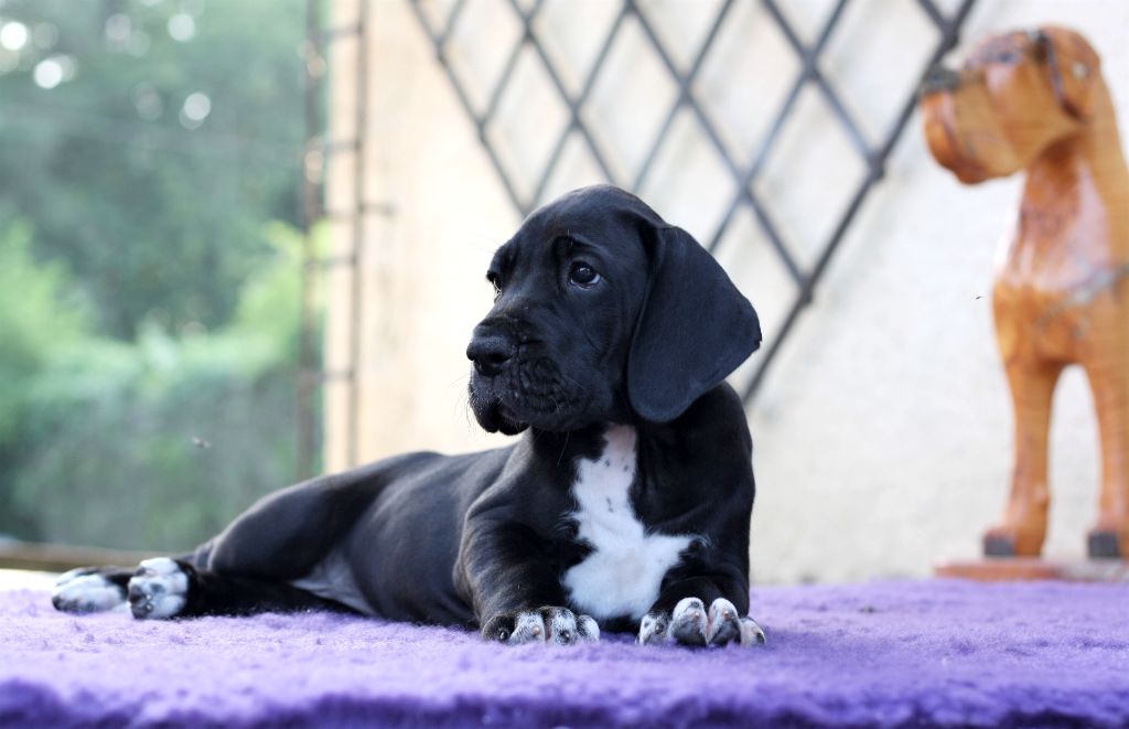 De Camardoun - Chiots disponibles - Dogue allemand