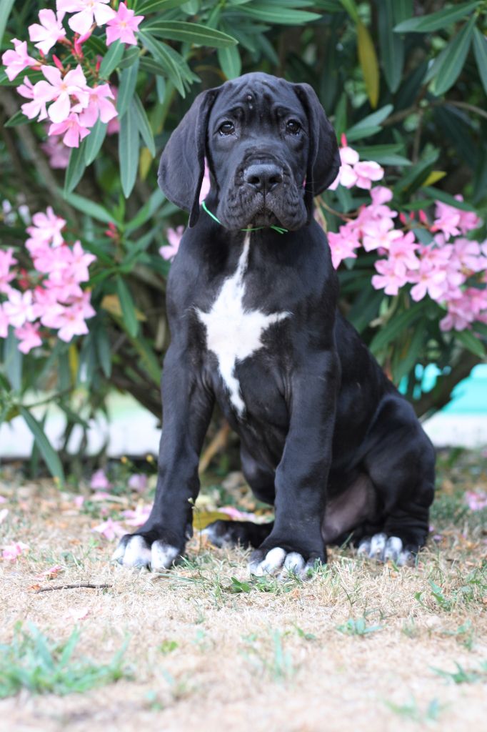 De Camardoun - Chiots disponibles - Dogue allemand