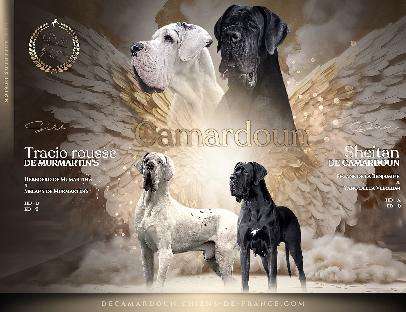 Chiot Dogue allemand De Camardoun