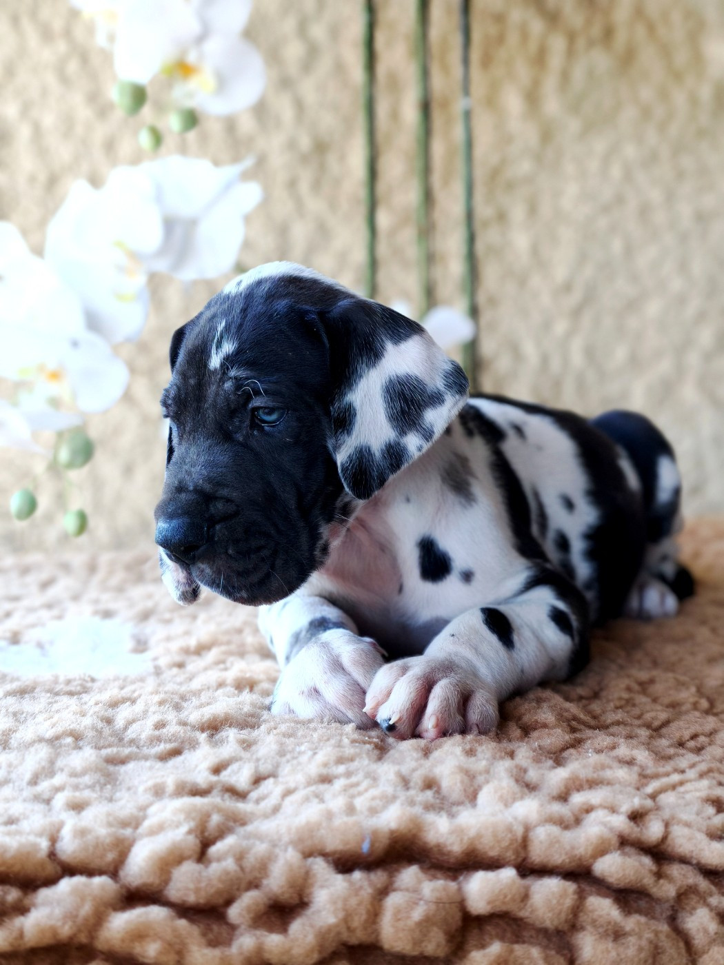 De Camardoun - Chiots disponibles - Dogue allemand