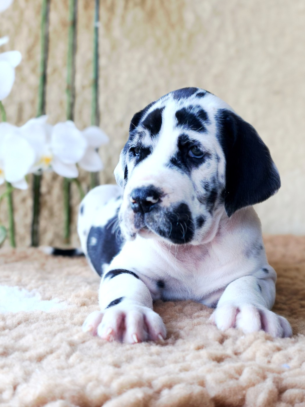 De Camardoun - Chiots disponibles - Dogue allemand