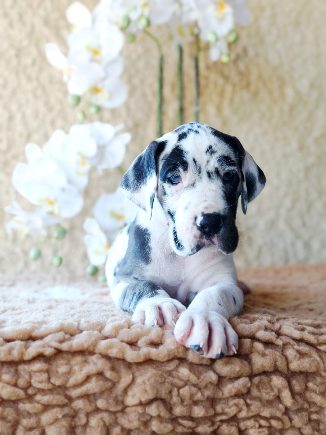 De Camardoun - Chiots disponibles - Dogue allemand