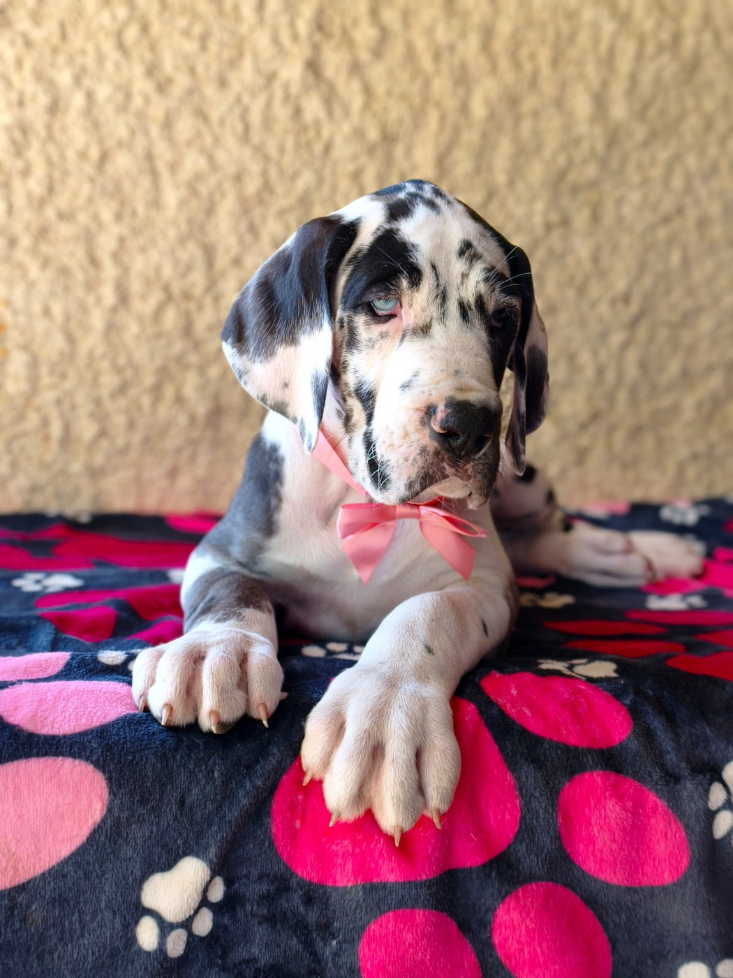 De Camardoun - Chiots disponibles - Dogue allemand