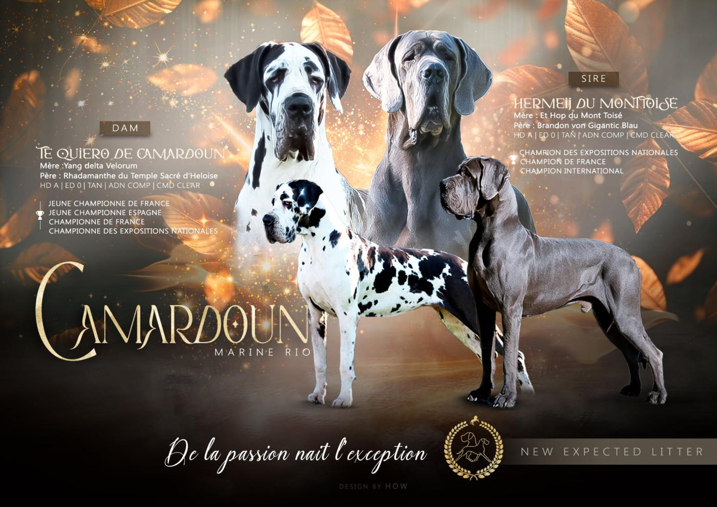 Chiot Dogue allemand De Camardoun