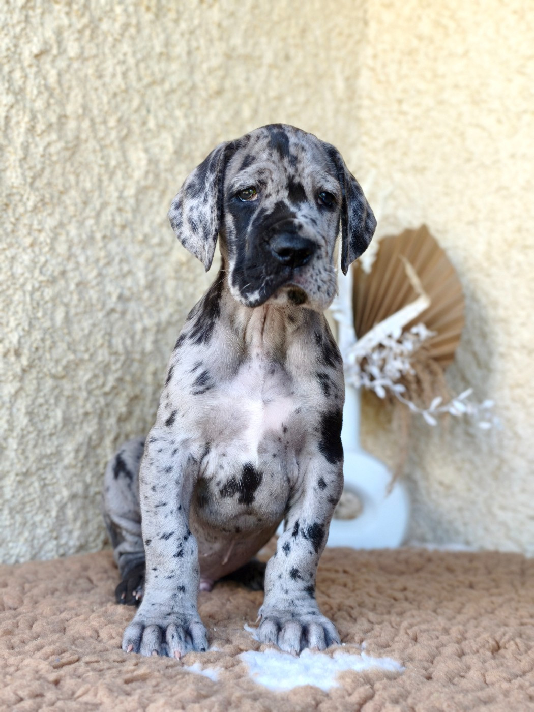 De Camardoun - Chiots disponibles - Dogue allemand