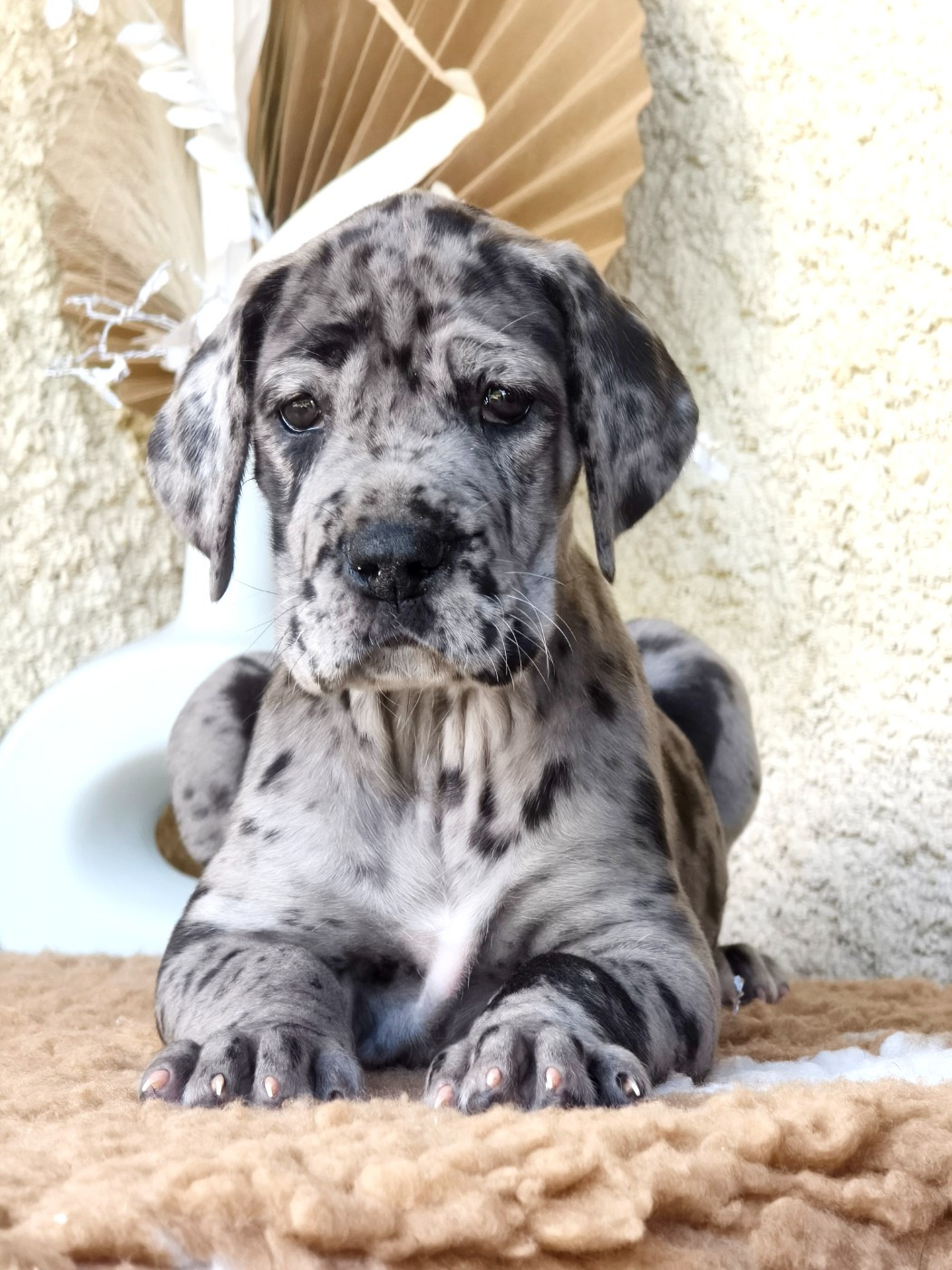 De Camardoun - Chiots disponibles - Dogue allemand