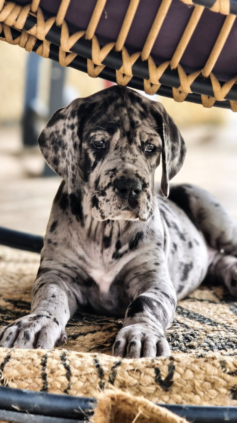 De Camardoun - Chiots disponibles - Dogue allemand