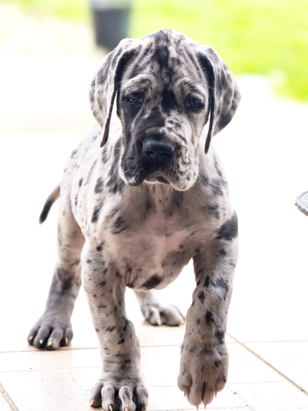 De Camardoun - Chiots disponibles - Dogue allemand
