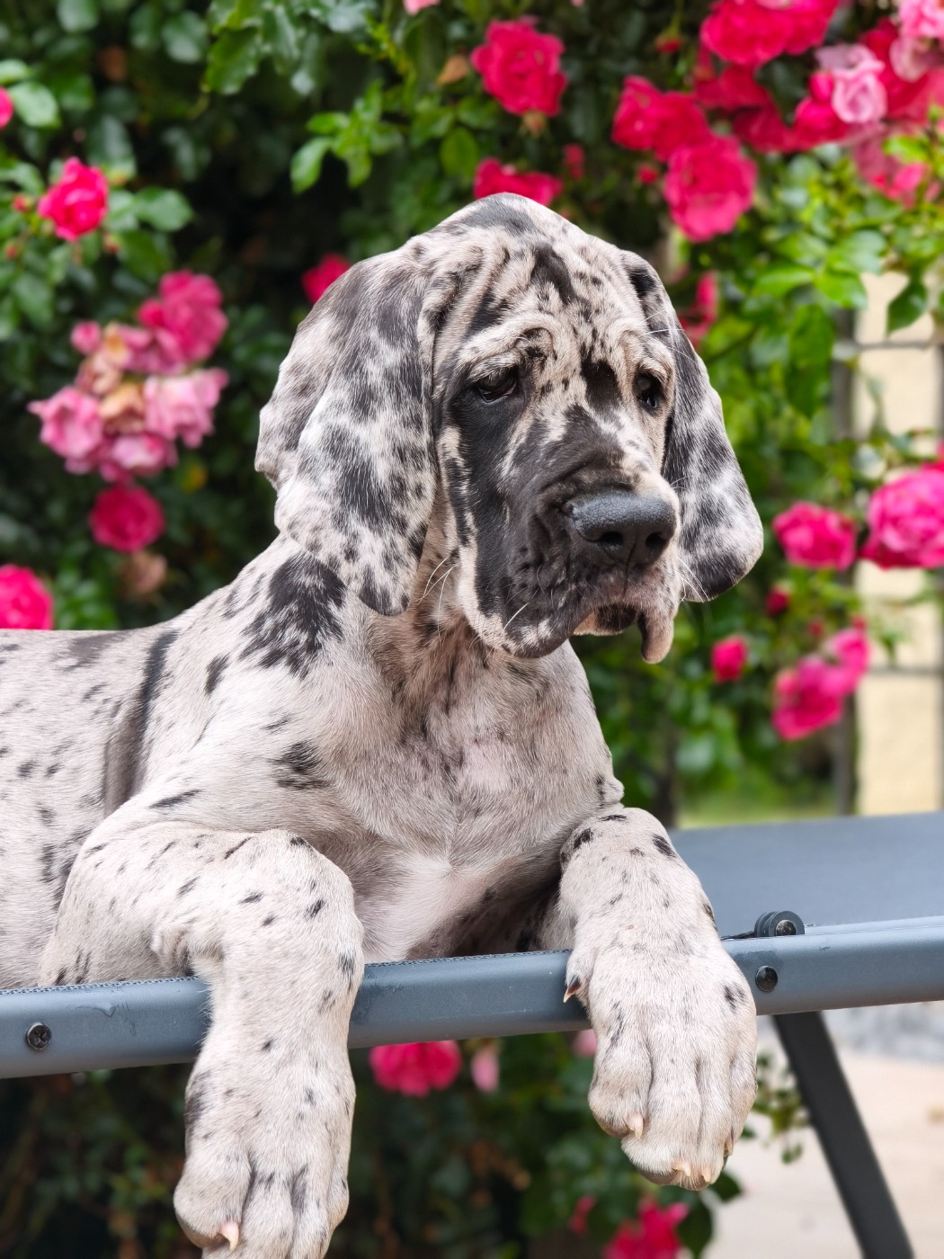 De Camardoun - Chiots disponibles - Dogue allemand
