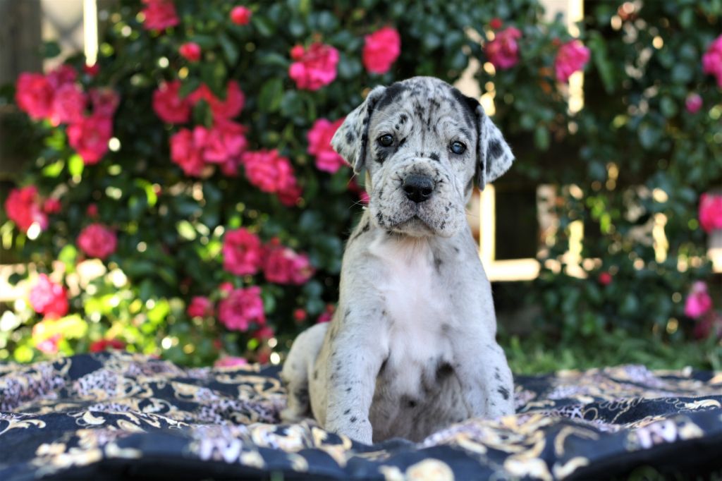 De Camardoun - Chiots disponibles - Dogue allemand
