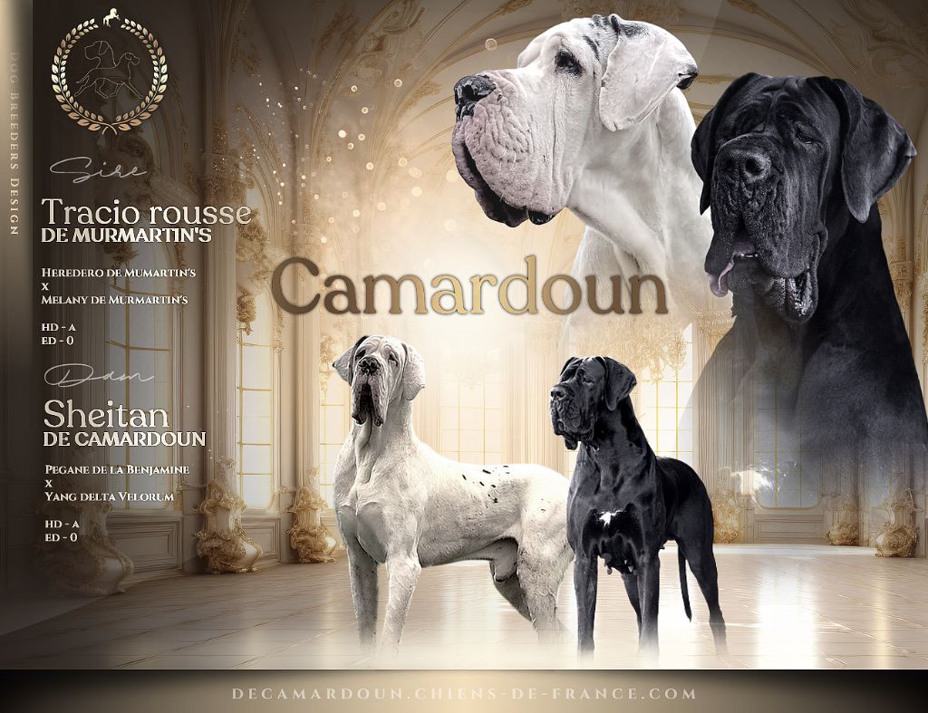 De Camardoun - Dogue allemand - Portée née le 16/07/2025