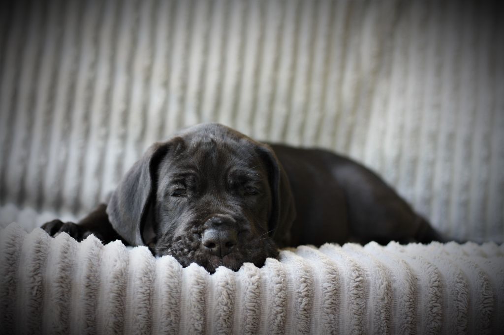De Camardoun - Chiots disponibles - Dogue allemand