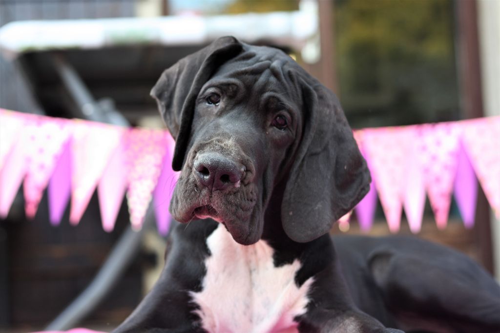 De Camardoun - Chiots disponibles - Dogue allemand