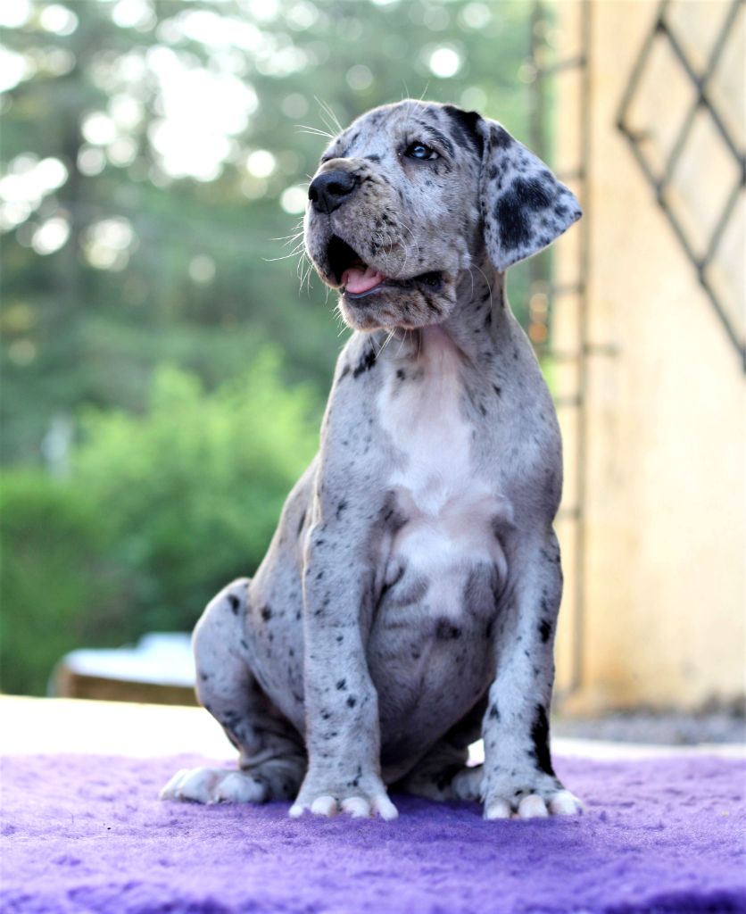 De Camardoun - Chiots disponibles - Dogue allemand