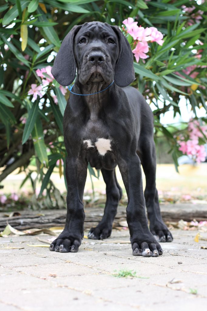 De Camardoun - Chiots disponibles - Dogue allemand