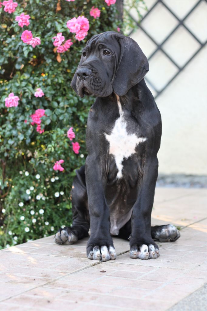 De Camardoun - Chiots disponibles - Dogue allemand