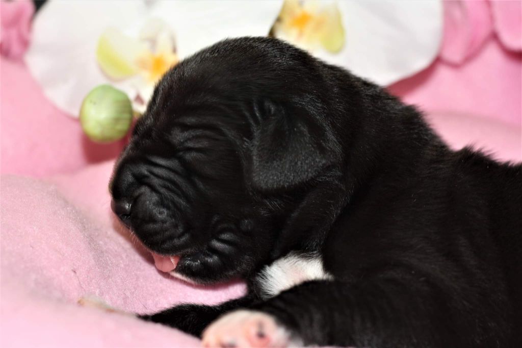 De Camardoun - Dogue allemand - Portée née le 05/05/2022