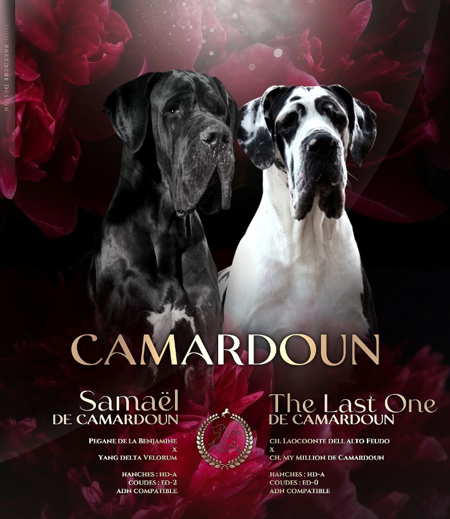 De Camardoun - Dogue allemand - Portée née le 16/04/2025