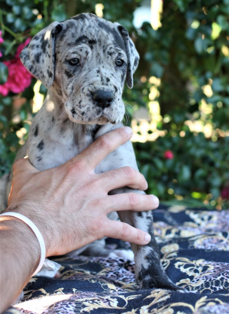 De Camardoun - Chiots disponibles - Dogue allemand