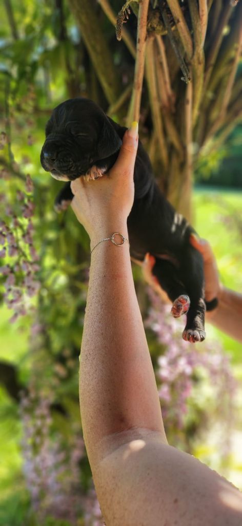 De Camardoun - Chiots disponibles - Dogue allemand
