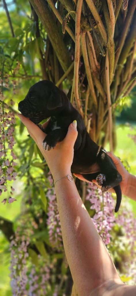 De Camardoun - Chiots disponibles - Dogue allemand