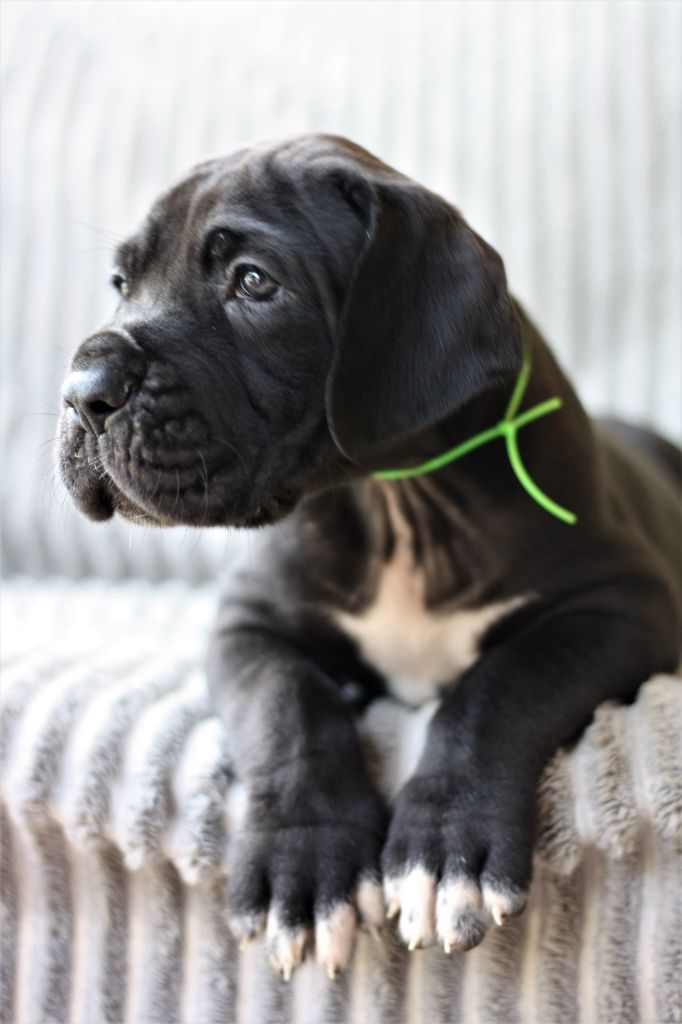 De Camardoun - Chiots disponibles - Dogue allemand