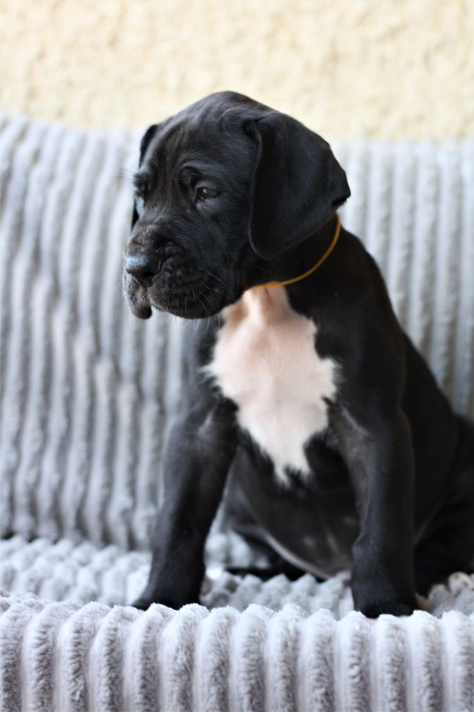 De Camardoun - Chiots disponibles - Dogue allemand