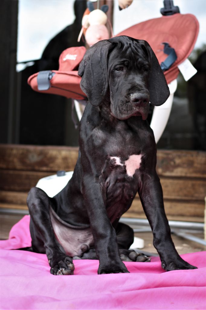 De Camardoun - Chiots disponibles - Dogue allemand